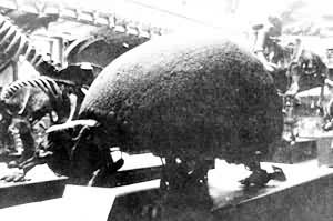 巴黎國立自然歷史博物館