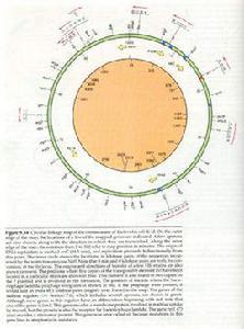 基因圖譜 基因圖譜