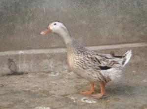 融水香鴨 融水香鴨