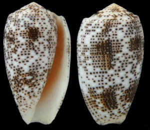 飛蠅芋螺 飛蠅芋螺