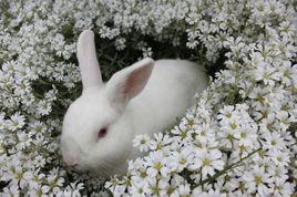 白兔[白色兔子]