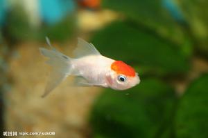 紅帽金魚 紅帽金魚