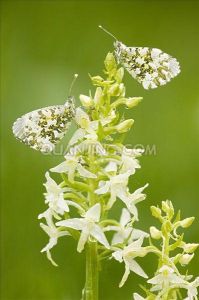 橙色尖翅粉蝶 橙色尖翅粉蝶