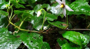 台灣紅絲線 台灣紅絲線