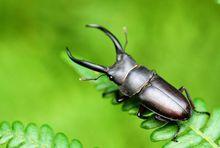 鍬甲蟲