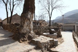 《村口,那棵老樹》 《村口,那棵老樹》