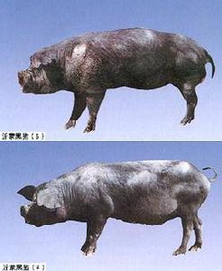 沂蒙黑豬 沂蒙黑豬