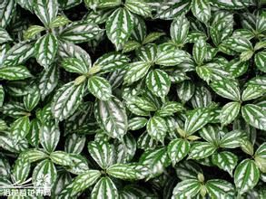 少花冷水花 少花冷水花