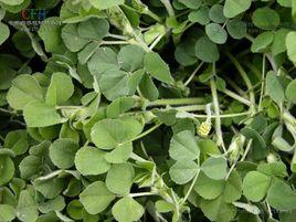 小苜蓿 小苜蓿