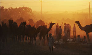 印度普什卡駱駝節