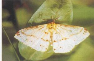 中華金帶蛾 中華金帶蛾