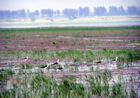 鳥類棲息地 鳥類棲息地