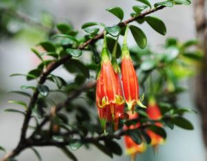 棱枝樹蘿蔔 棱枝樹蘿蔔