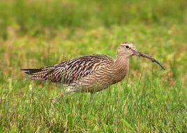 白腰杓鷸 白腰杓鷸