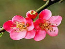 單性花系 單性花系