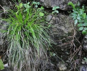 仲氏薹草 仲氏薹草