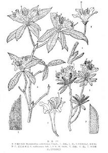 柔毛碎米花 柔毛碎米花