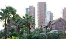 陽光理想城香草天空