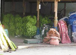 乙烯利事件 乙烯利事件