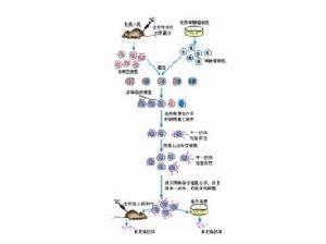單克隆抗體製備流程