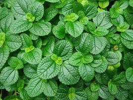 圓葉冷水花 圓葉冷水花