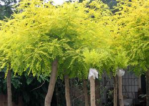 金枝國槐 金枝國槐