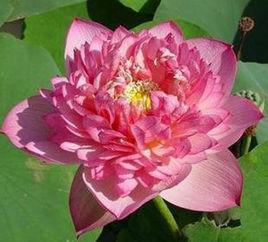 卓越[荷花品種]