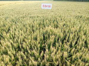 百農4199 百農4199