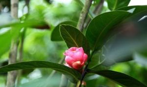 長柄山茶組 長柄山茶組