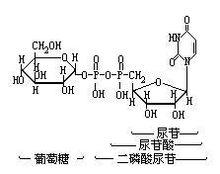 二磷酸尿苷葡糖