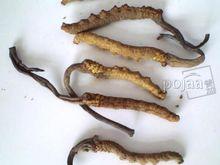 同仁堂回收的冬蟲夏草