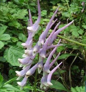 毛鞘臭草 毛鞘臭草