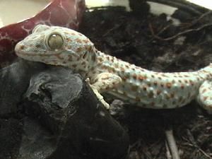 粗疣壁虎 粗疣壁虎