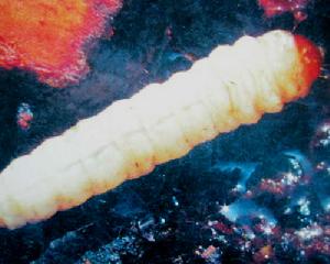 海棠透翅蛾 海棠透翅蛾