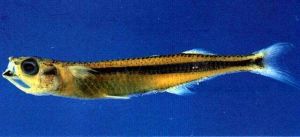 糙頭小銀漢魚 糙頭小銀漢魚