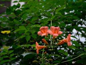 纖花冬青 纖花冬青