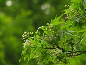 毛雞爪槭 毛雞爪槭