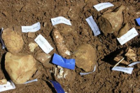 發掘出土的舊石器