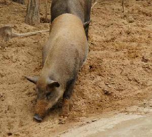 野豬頭骨 野豬頭骨