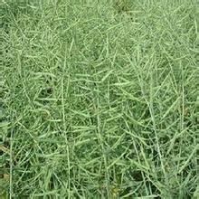 德新油59 德新油59