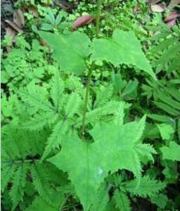 長穗蟹甲草 長穗蟹甲草