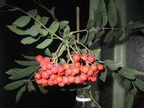 俅江花楸 俅江花楸