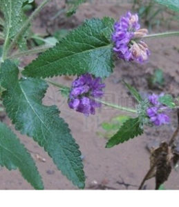 單頭糙蘇 單頭糙蘇