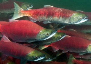 紅大麻哈魚 紅大麻哈魚