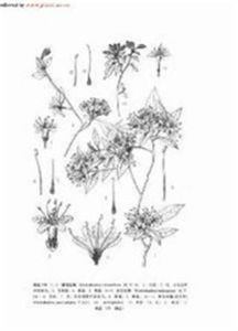 塔頭狹葉黃芩 塔頭狹葉黃芩