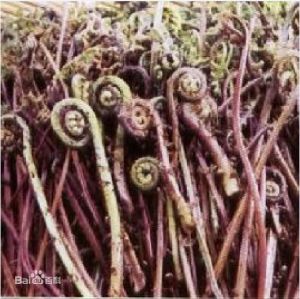 中越蹄蓋蕨 中越蹄蓋蕨