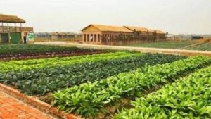 有機耕作農場 有機耕作農場