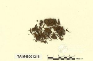 毛口蘚屬 毛口蘚屬