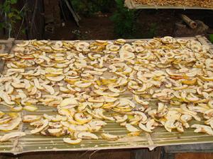 （圖）曬酸木瓜