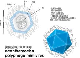 擬菌病毒 擬菌病毒